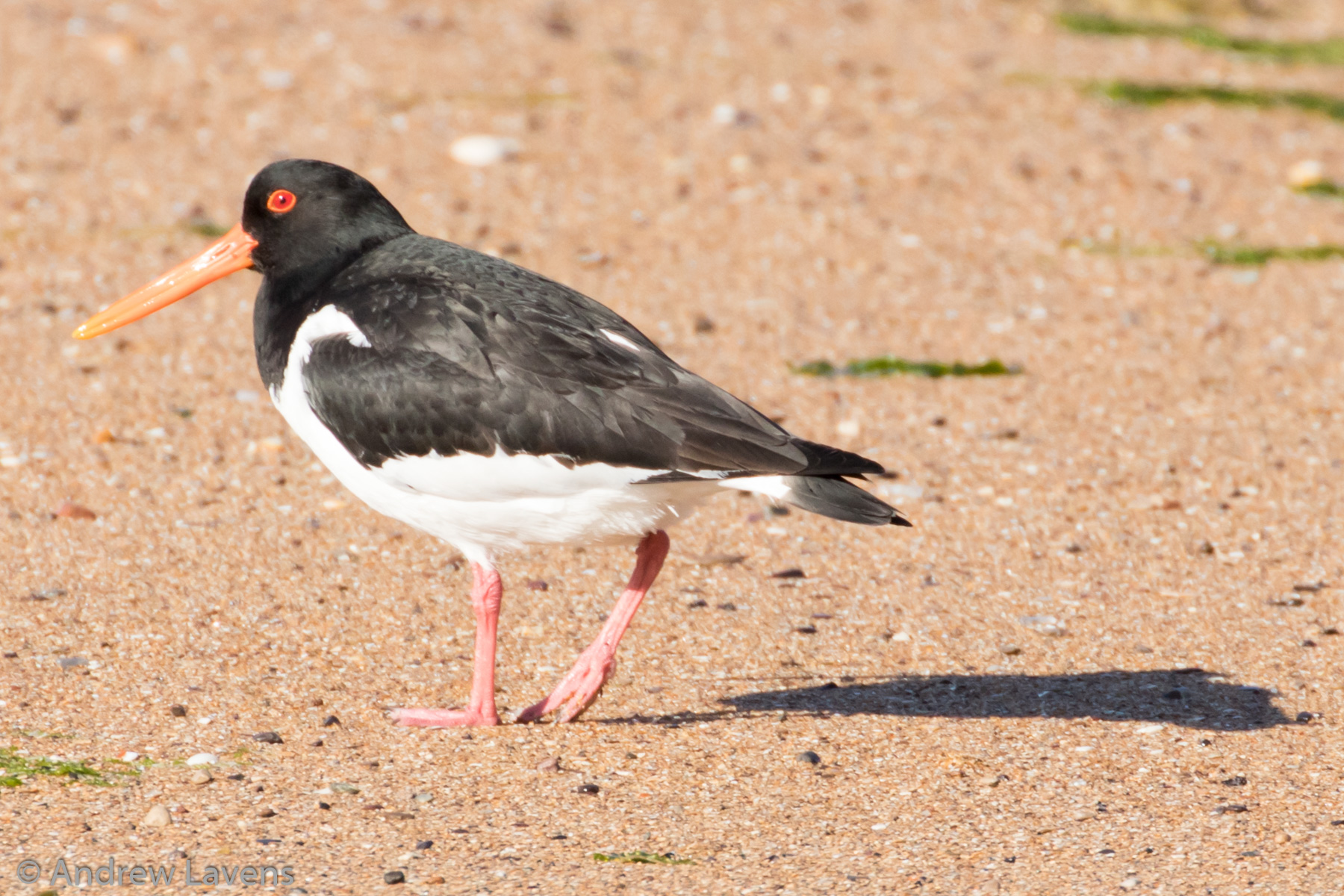 Oystercatcher on Anstruther beach