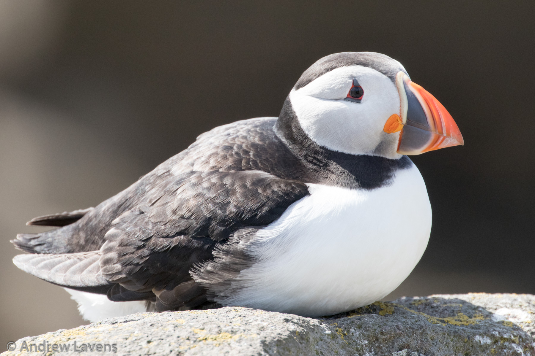 Puffin on the Isle of May