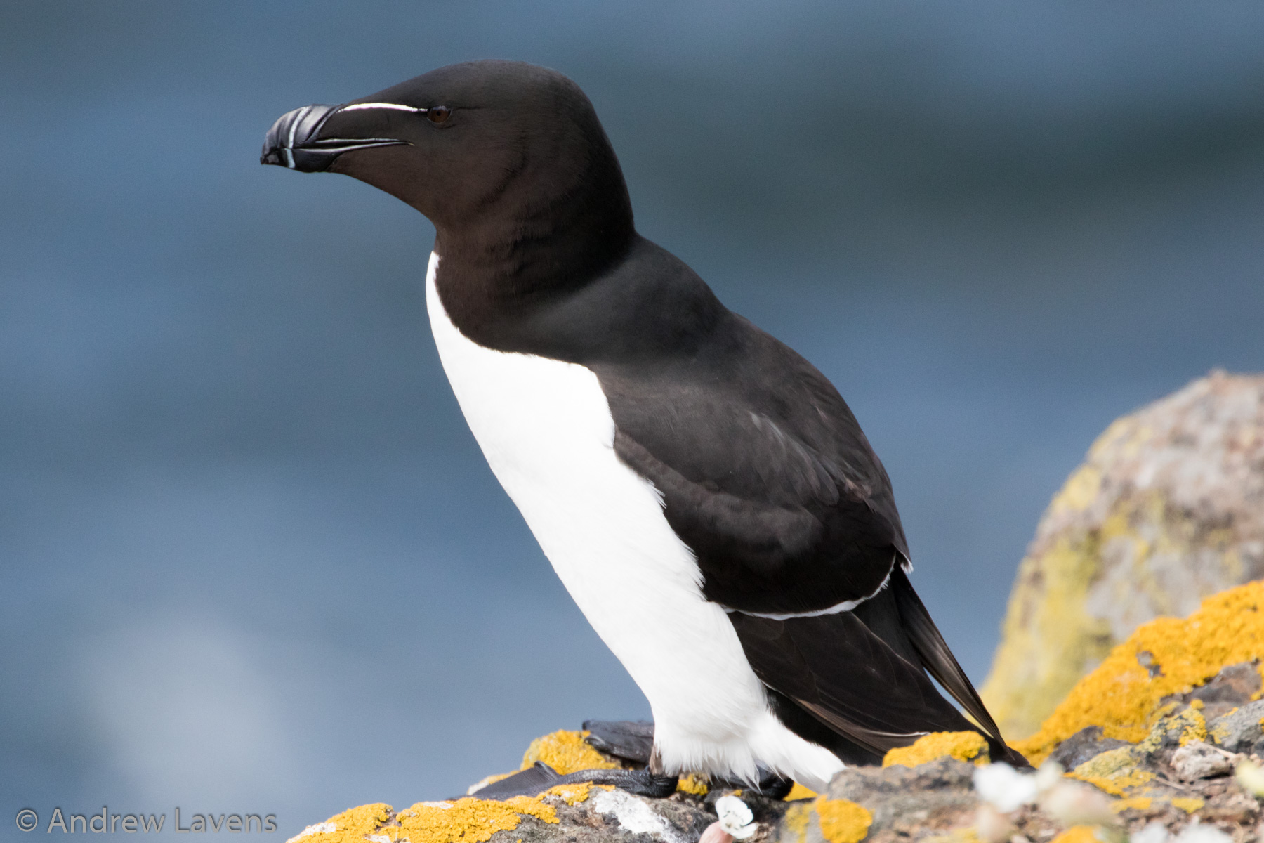 Razorbill on the Isle of May