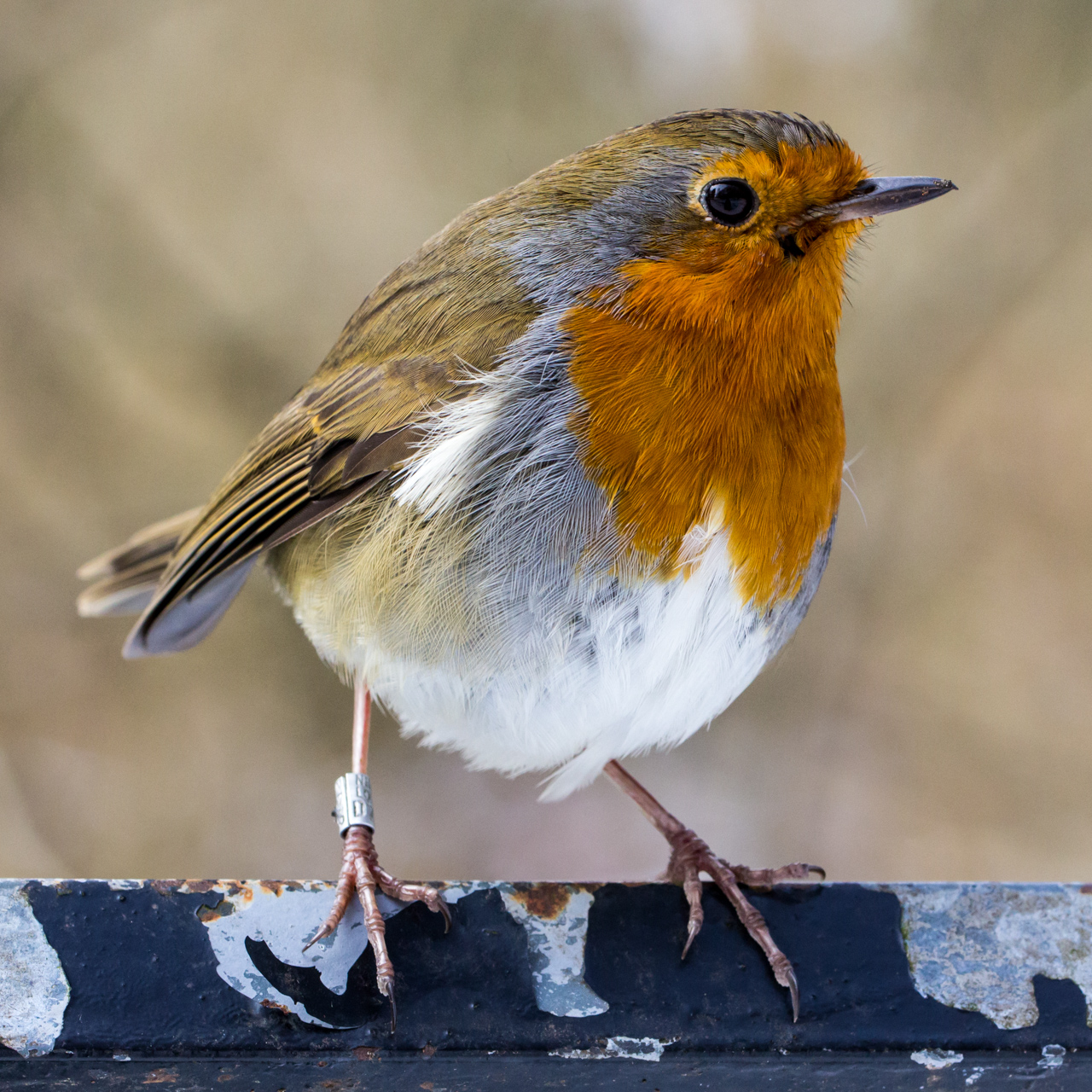 redbreast