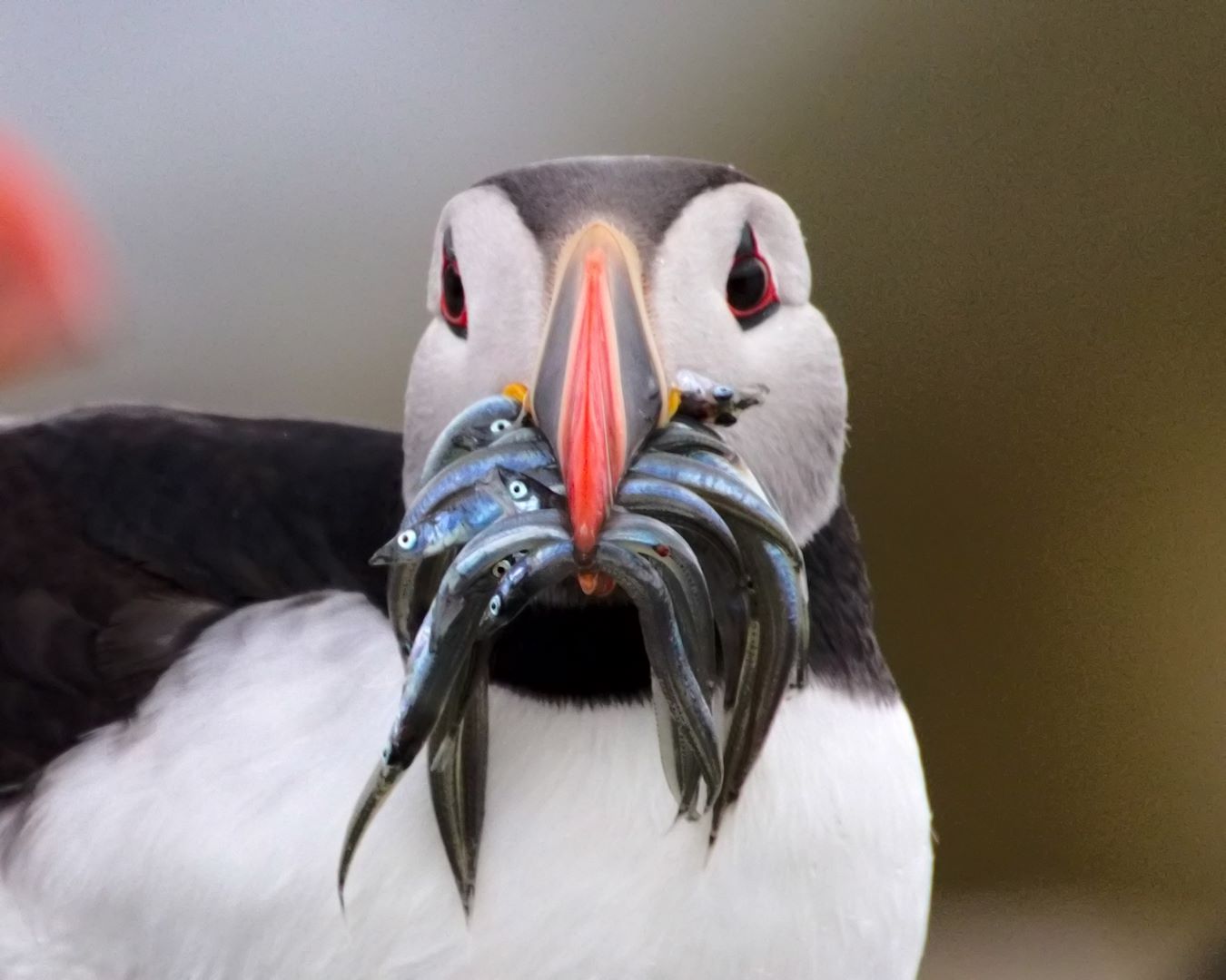 Head Shot